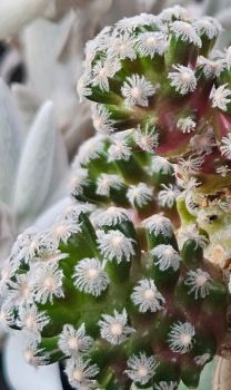 Preview: Mammillaria theresae minima GCG12504